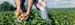 Man in aardappelveld - Cursus adviseren gewasbescherming