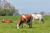 Koeien in weiland - Sectorcursus Melkveehouderij