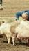 Man ruikt aan varkens