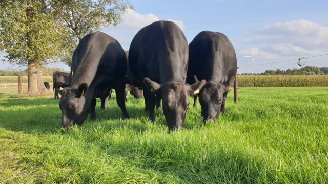 Natuurinclusief ondernemen voor provincie Noord-Brabant