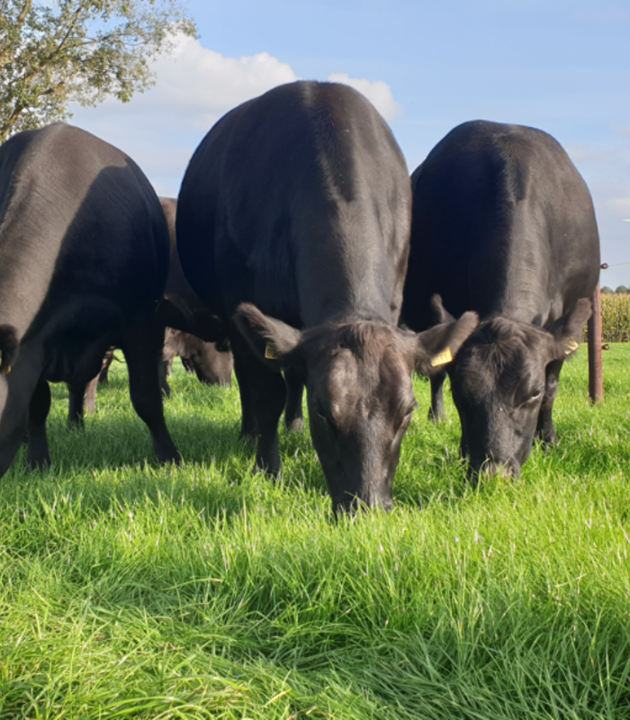 Natuurinclusief ondernemen voor provincie Noord-Brabant