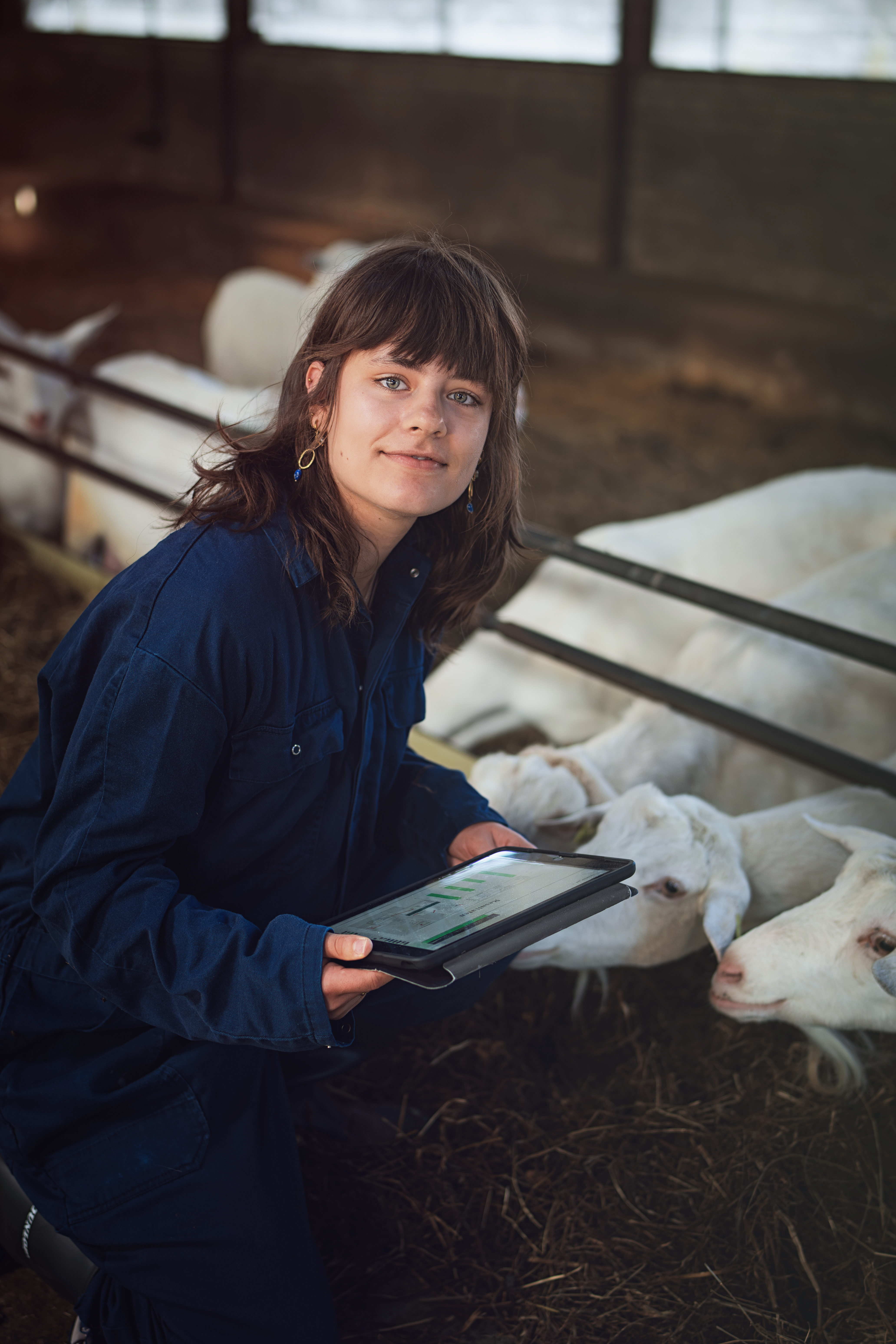 schapen data analyse
