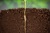 Plant met wortel in de grond - Online cursus Bodem