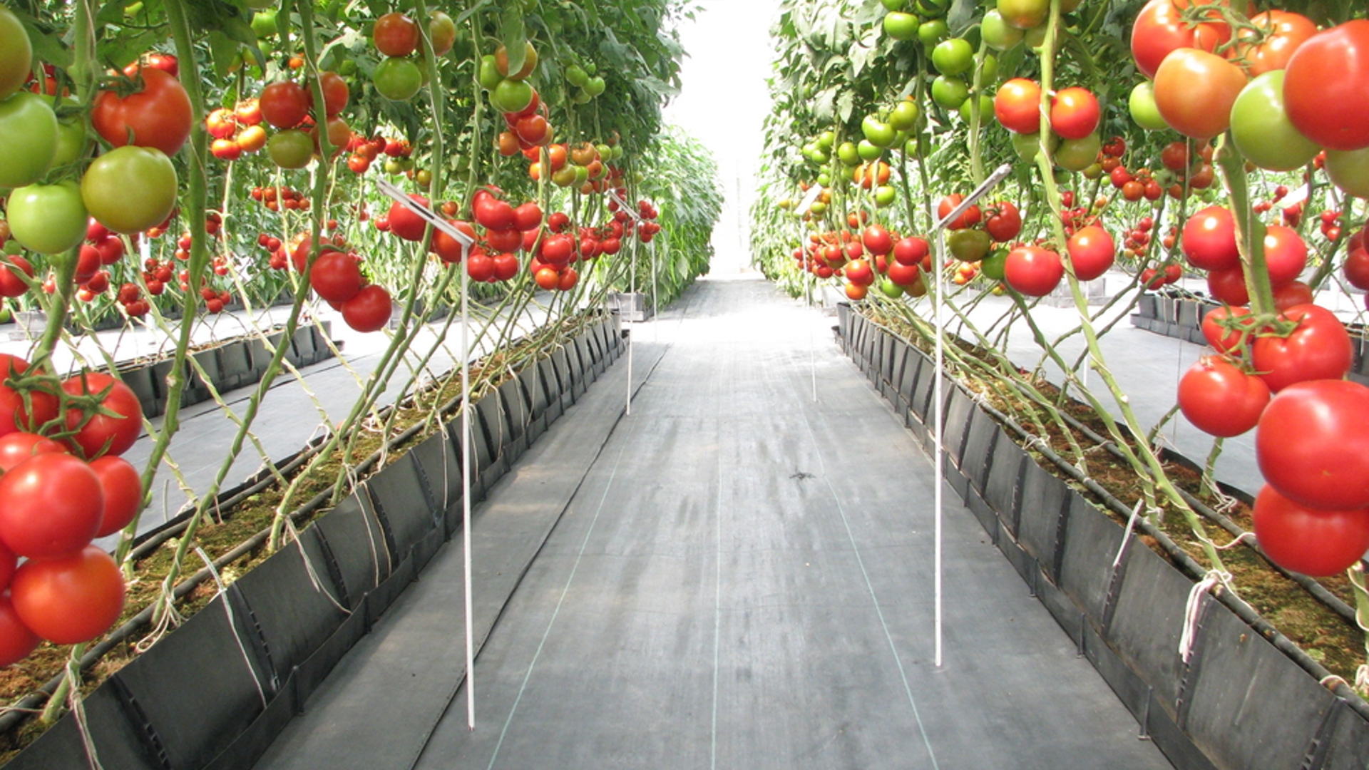 Tomatenplanten in kas