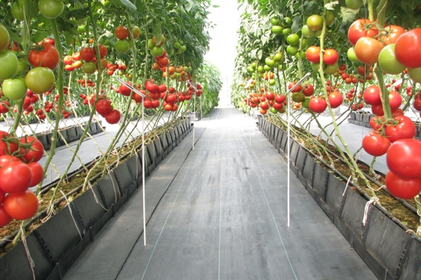 Tomatenplanten in kas