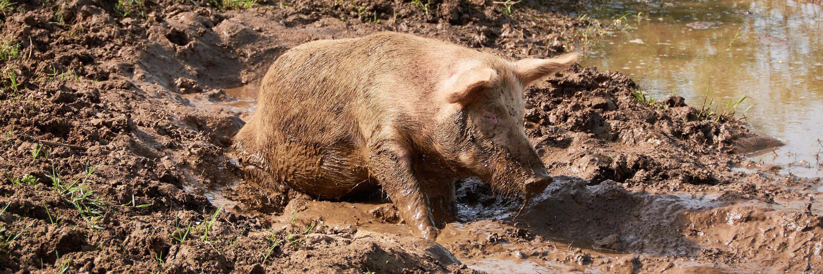 Muddy pig