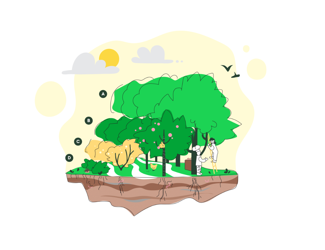 voedselbossen illustratie