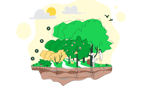 voedselbossen illustratie