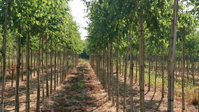 boomkwekerij Faassen