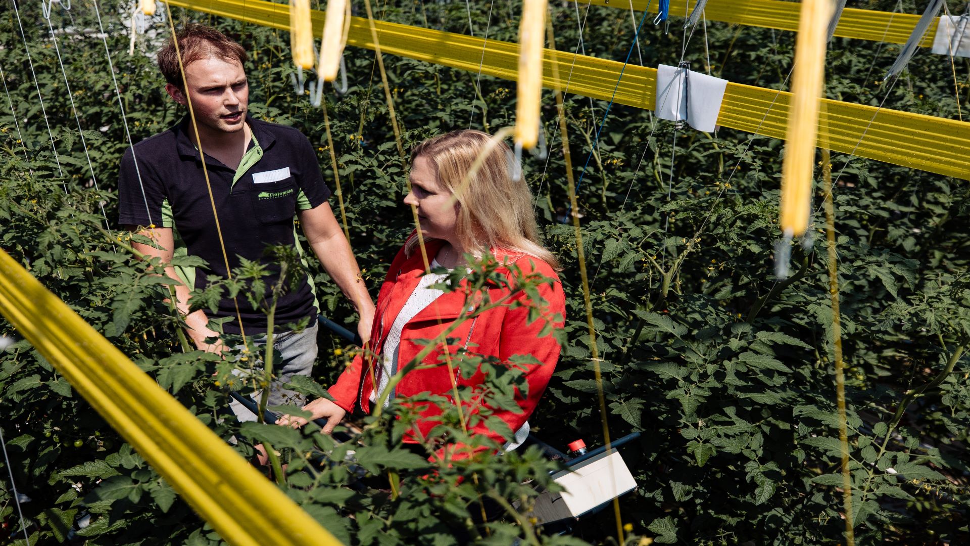 Vrouw bij planten - Cursus Scouten van plagen in bedekte teelten