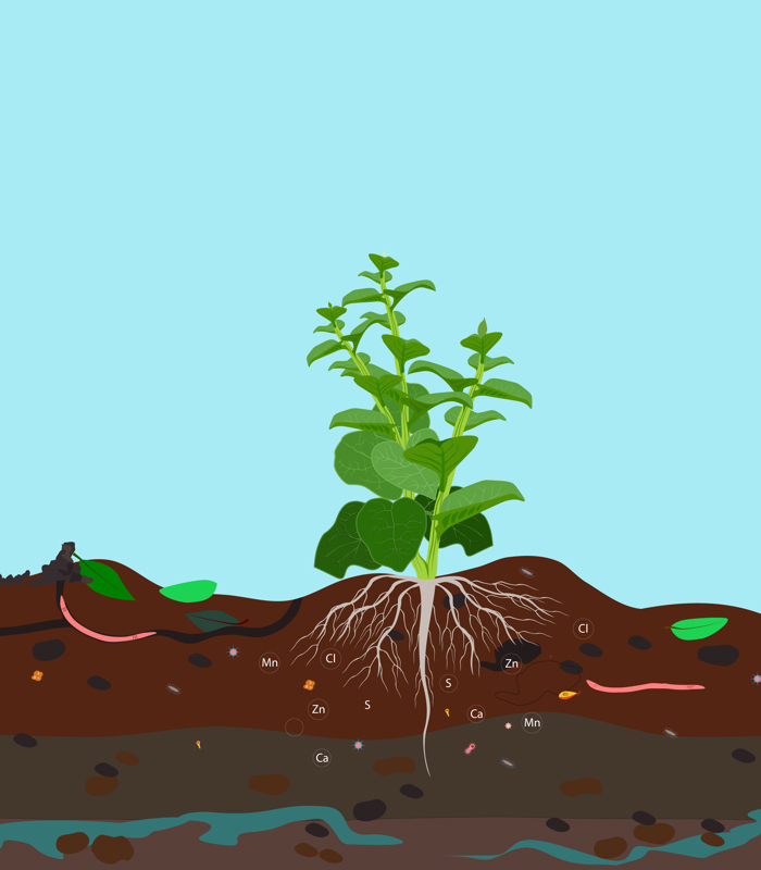 Lectoraat Gezonde plant op een vitale en duurzame bodem