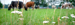 Koeien in weiland - Masterclass Stikstof in de landbouw