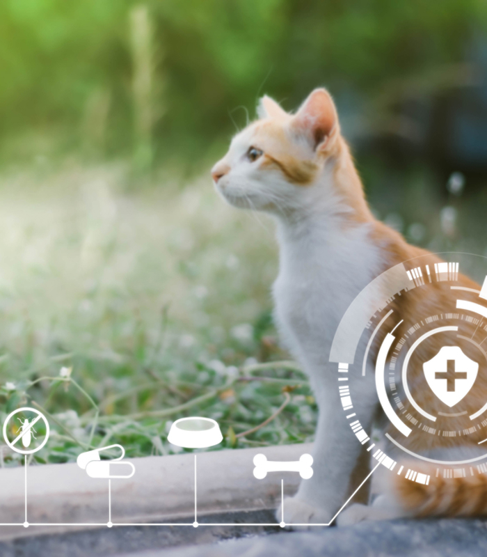 Cat sensor