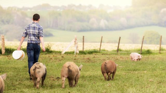 Joshua van Wersch bij varkens in weiland