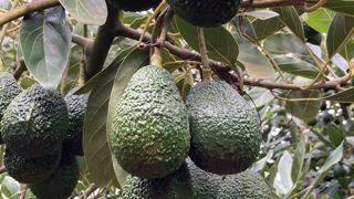 avocado