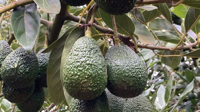 avocado