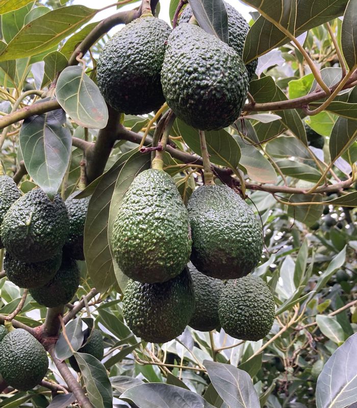 avocado