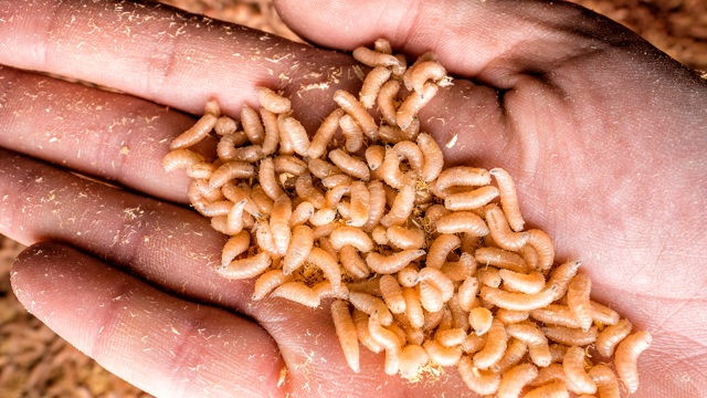 Een hand vol met maden - Basiscursus insecten kweken