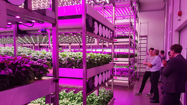 plants under LED