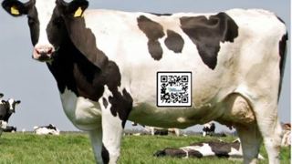 koe-qr