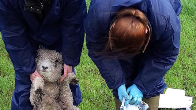 Twee personen houden een schaap vast