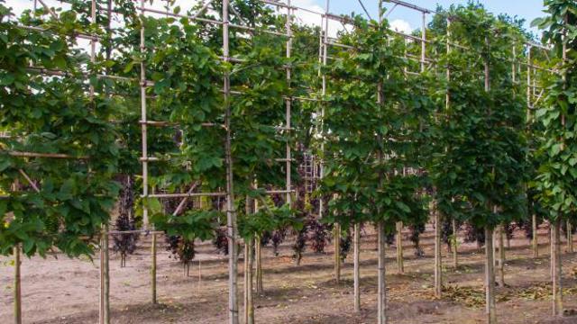 Boomkwekerij - Cursus ondernemen in de boomkewekerij HAS Hogeschool