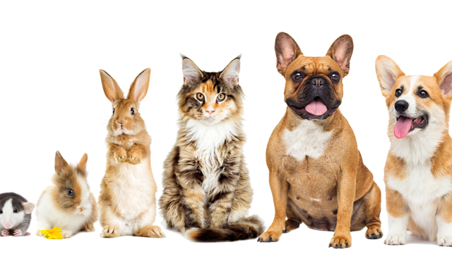 Huisdieren van klein naar groot