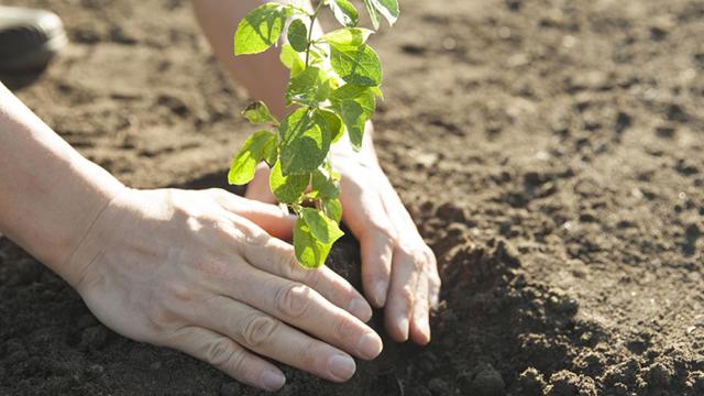 Handen planten een plantje