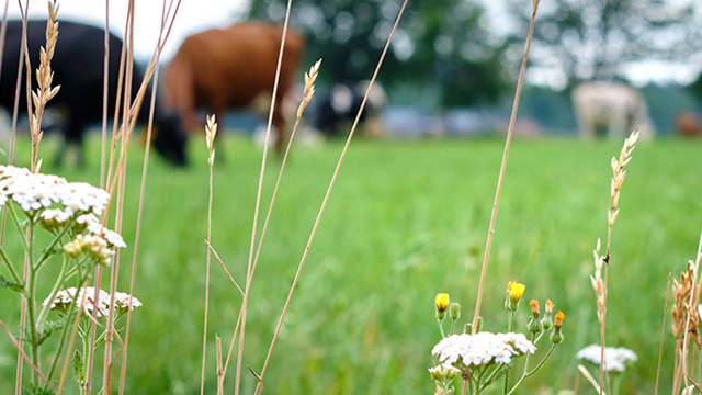 Scholings- en coaching programma Stikstof in de landbouw