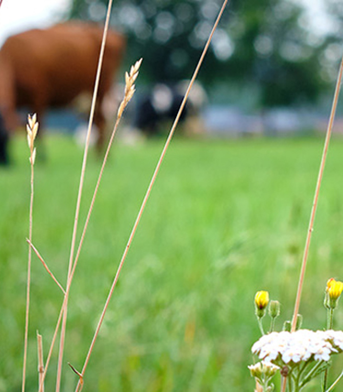 Scholings- en coaching programma Stikstof in de landbouw