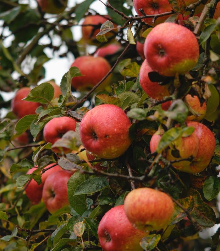appels aan boom