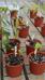 Pepper and Turmeric plants