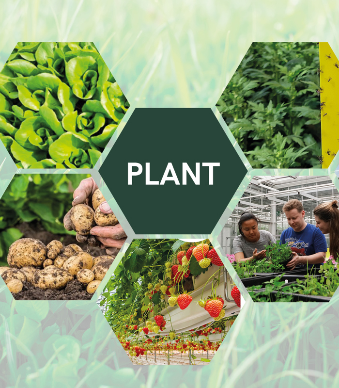 Plant