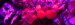 Tros tomaten in violet licht - Cursus Fotosynthese