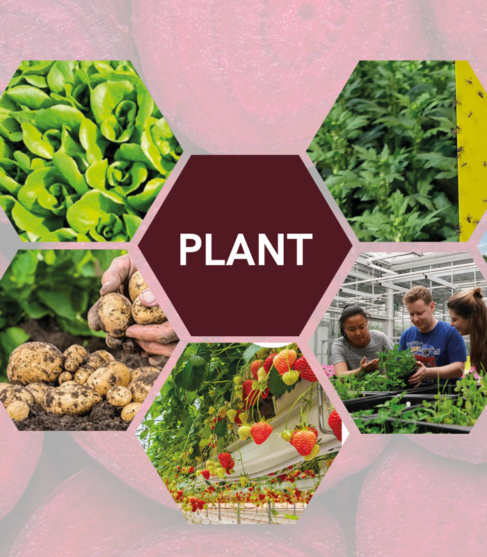 Plant
