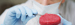 Vleesmonster wordt door laborant bekeken - Cursus vleestechnologie