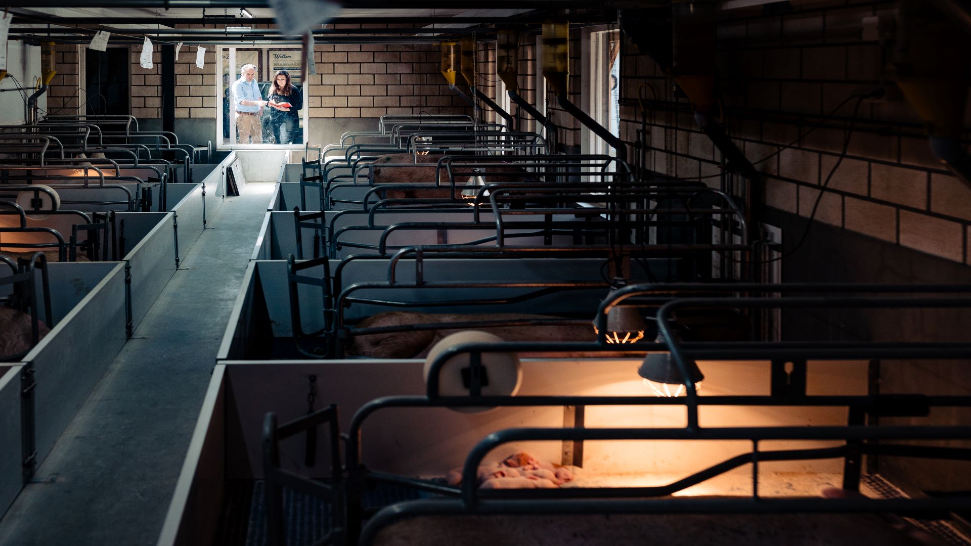 varkenshouderij bedrijf en biggen - Sectorcursus Varkenshouderij