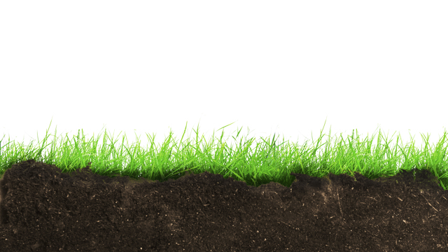 bodem bedekt met gras