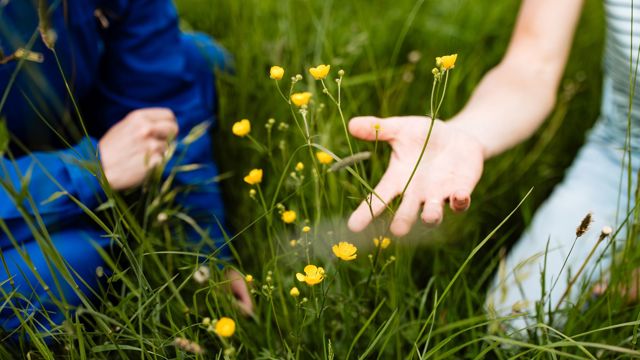 hand in gras bij boterbloemen