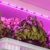 Plants under violet light - Managing a vertical farm