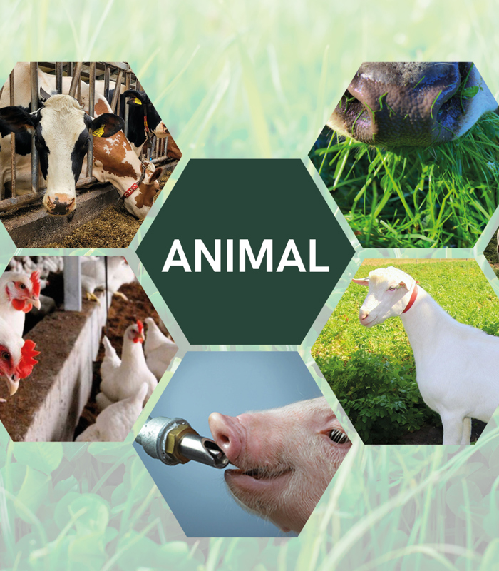 Animal