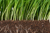 Grondlaag met planten en plantenwortels - Cursus de bodem in topconditie