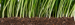 Grondlaag met planten en plantenwortels - Cursus de bodem in topconditie
