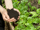 Handen met grond boven planten - Cursus bodem en bemesting