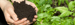 Handen met grond boven planten - Cursus bodem en bemesting