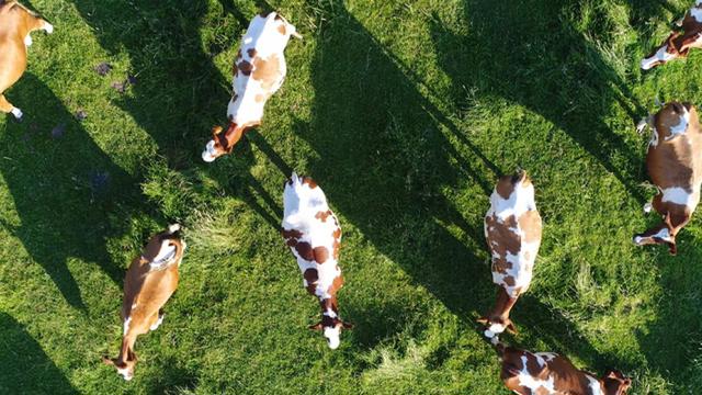 Koeien in weiland van bovenaf gefotografeerd