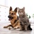 Hond en kat