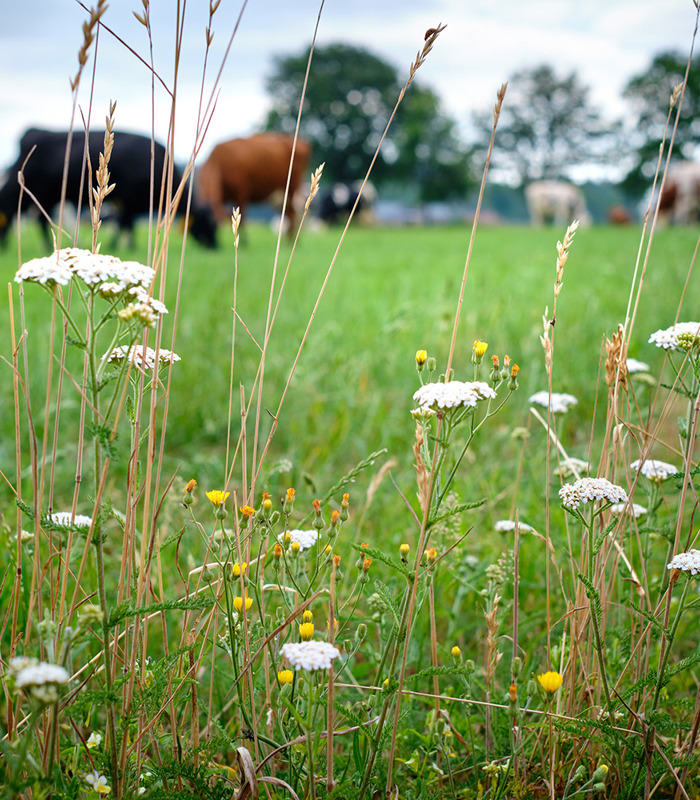 Scholingsaanbod Agrarische ondernemers en coaches HAS