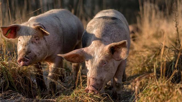 Varkens in de natuur
