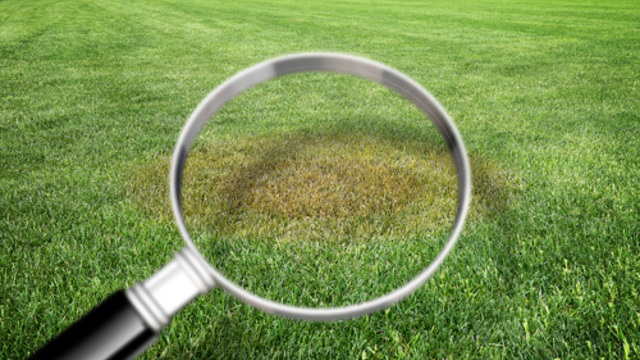 vergrootglas op gras